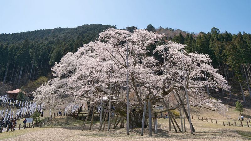 cây Usuzumi Zakura cây Usuzumi Zakura